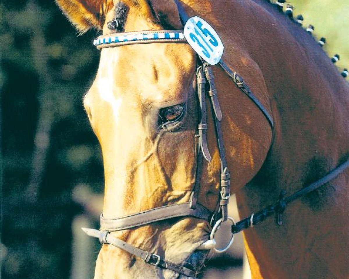 Pferd Pucchini (Westfale, 1986, von Partner)