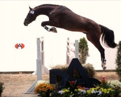 horse Sol Campbell (Austrian Warmblood, 2007, from Solist)