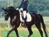 dressage horse Sweet Mambo P (Oldenburg, 2006, from Sir Donnerhall I)