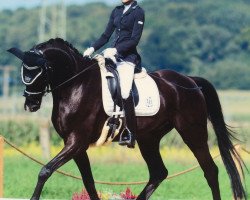 dressage horse Sweet Mambo P (Oldenburg, 2006, from Sir Donnerhall I)