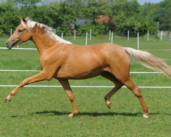 broodmare Hilkens Golden Glory (German Riding Pony, 2012, from FS Cracker Jack)