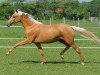 broodmare Hilkens Golden Glory (German Riding Pony, 2012, from FS Cracker Jack)