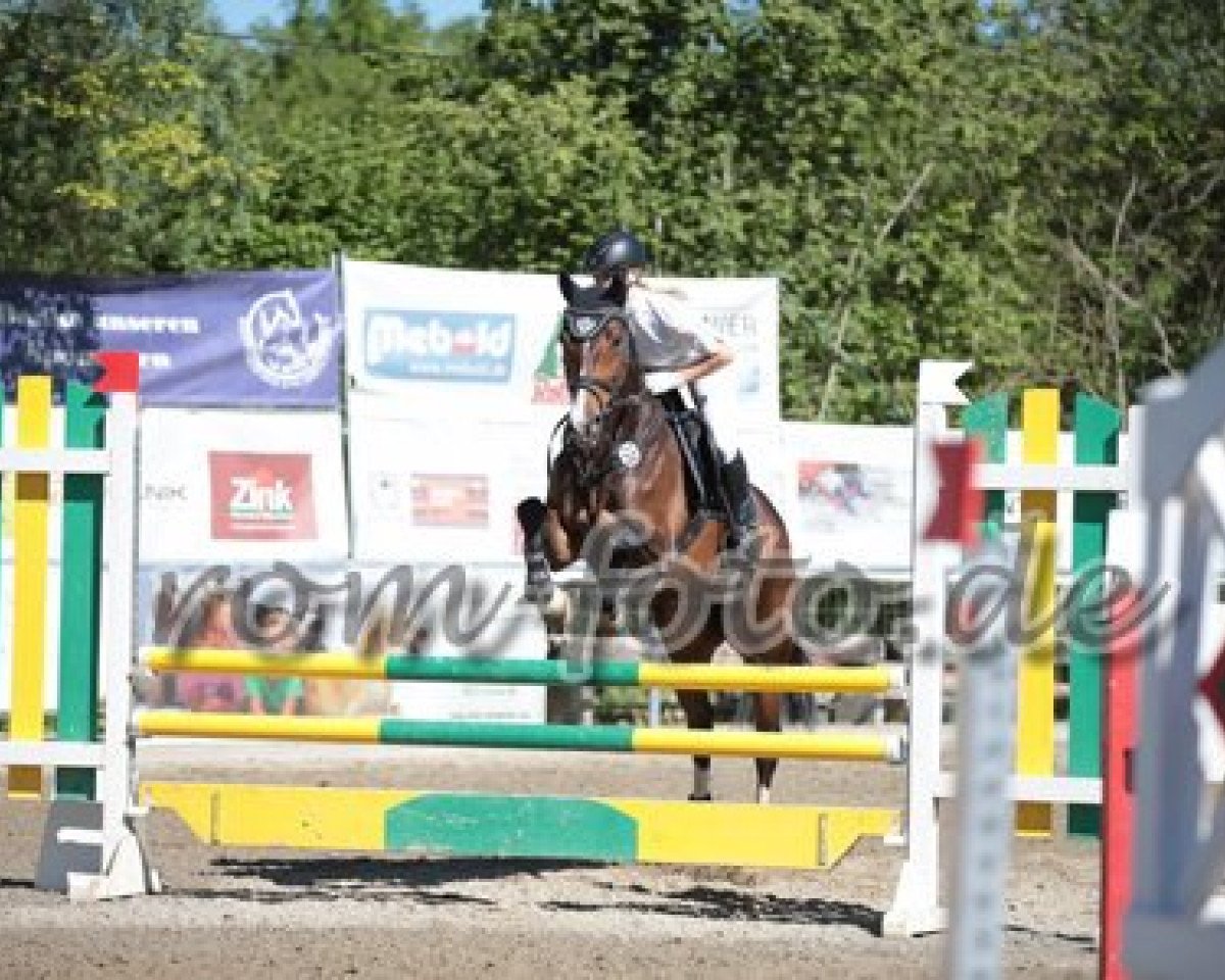 Springpferd Con Calea (Bayer, 2010, von Con Spirito R)