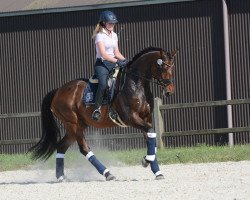 dressage horse Adrenalin A (Westphalian, 2009, from Albaran xx)