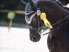 dressage horse Rubin (German Sport Horse, 2003, from Rubicell)