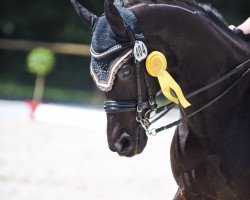 dressage horse Rubin (German Sport Horse, 2003, from Rubicell)