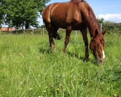 dressage horse Flamme (Westphalian, 2008, from Fleury)