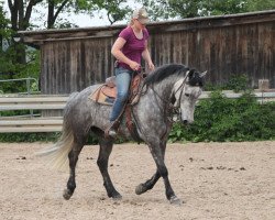 Pferd Léim Gold Flame (Connemara-Pony, 2011, von Bell Spailpín Fánach)