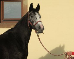 broodmare Pummelfee 4 (Westphalian, 2011, from Pontifex)