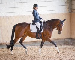 broodmare Quimbaja 3 (German Sport Horse, 2007, from Quaterman I)