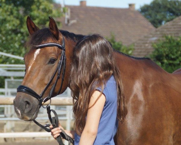 horse Ronaldinho 29 (Finnish Warmblood, 2006, from Riant 116 FIN)