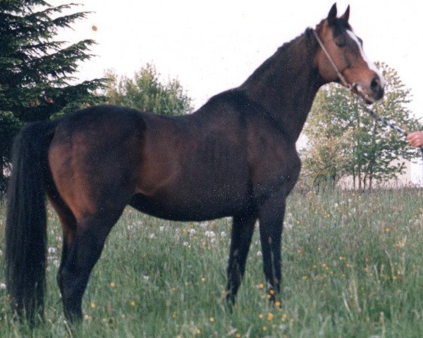 stallion Sextant xx (Thoroughbred, 1974, from Dschingis Khan xx)