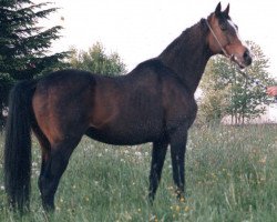 stallion Sextant xx (Thoroughbred, 1974, from Dschingis Khan xx)