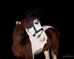 dressage horse Indian Spring 3 (Pinto / Pony, 2003, from Parade D)