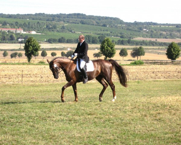 dressage horse Remarque (German Sport Horse, 2004, from Roman Lifestyle W)
