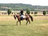 dressage horse Remarque (German Sport Horse, 2004, from Roman Lifestyle W)