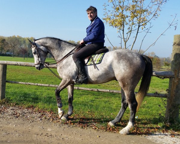 jumper Grand Gino (KWPN (Royal Dutch Sporthorse), 2011, from Vingino)