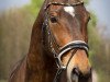 jumper Sweet Youngleboy (German Sport Horse, 2006, from Samba Ole)