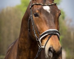 jumper Sweet Youngleboy (German Sport Horse, 2006, from Samba Ole)