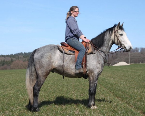 Pferd Killanin Jupiter (Connemara-Pony, 2011)