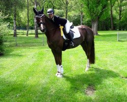 dressage horse Primera 52 (Rhinelander, 2009, from Prinz Wilhelm)