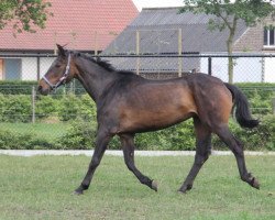 Zuchtstute Stars and Stripes (Österreichisches Warmblut, 1990, von Quick Star)