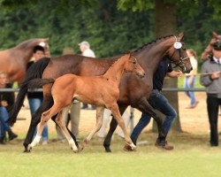 Springpferd Always Fair (Zangersheide Reitpferd, 2005, von Air Jordan 2)