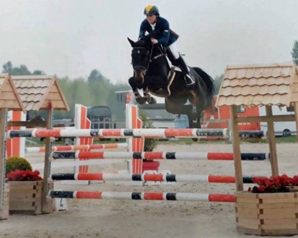 jumper Clintana Lvp Z (Zangersheide riding horse, 2011, from Clinton I)