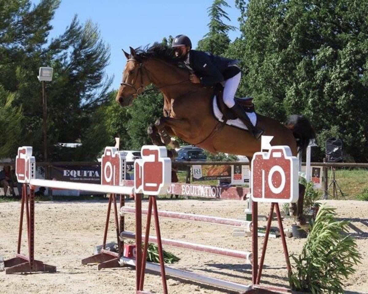 Springpferd Cambridge Lvb Z (Zangersheide Reitpferd, 2009, von Carisco)