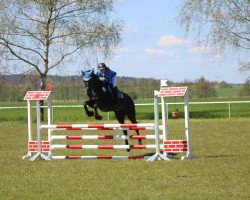 jumper Pester Power (German Sport Horse, 2003, from Pessoa VDL)