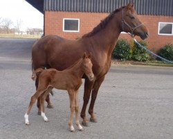 broodmare Wajomi (Hanoverian, 2008, from Wolkentanz II)