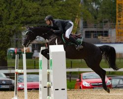 jumper Wild West Coupi (Oldenburg show jumper, 2012, from Coupe de Coeur 2)