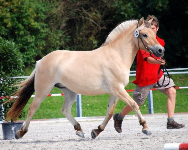broodmare Lysine (Fjord Horse, 2006, from Dylan)