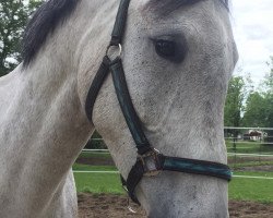 jumper Cosario W (German Sport Horse, 2013, from Cornet Session)