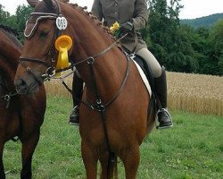 dressage horse Diamonds Daylight 4 (Württemberger, 2005, from Day Dream)