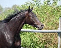 horse Herbstmond 2 (Trakehner, 1995, from Sixtus)