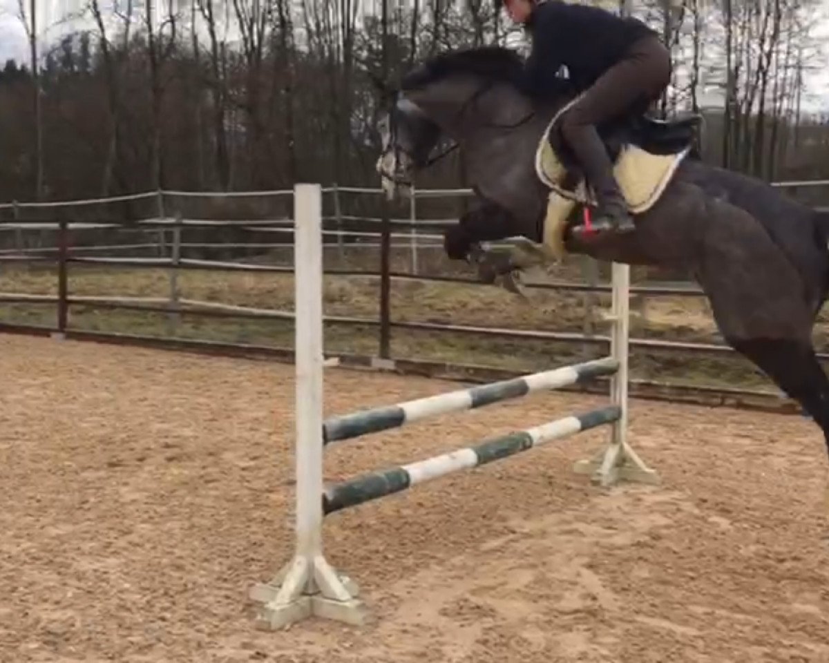 Springpferd Gait Lynn de Quartier (KWPN (Niederländisches Warmblut), 2011, von Contendro I)
