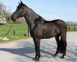 dressage horse Rossignol 17 (Oldenburg, 2005, from Rubinero 2)