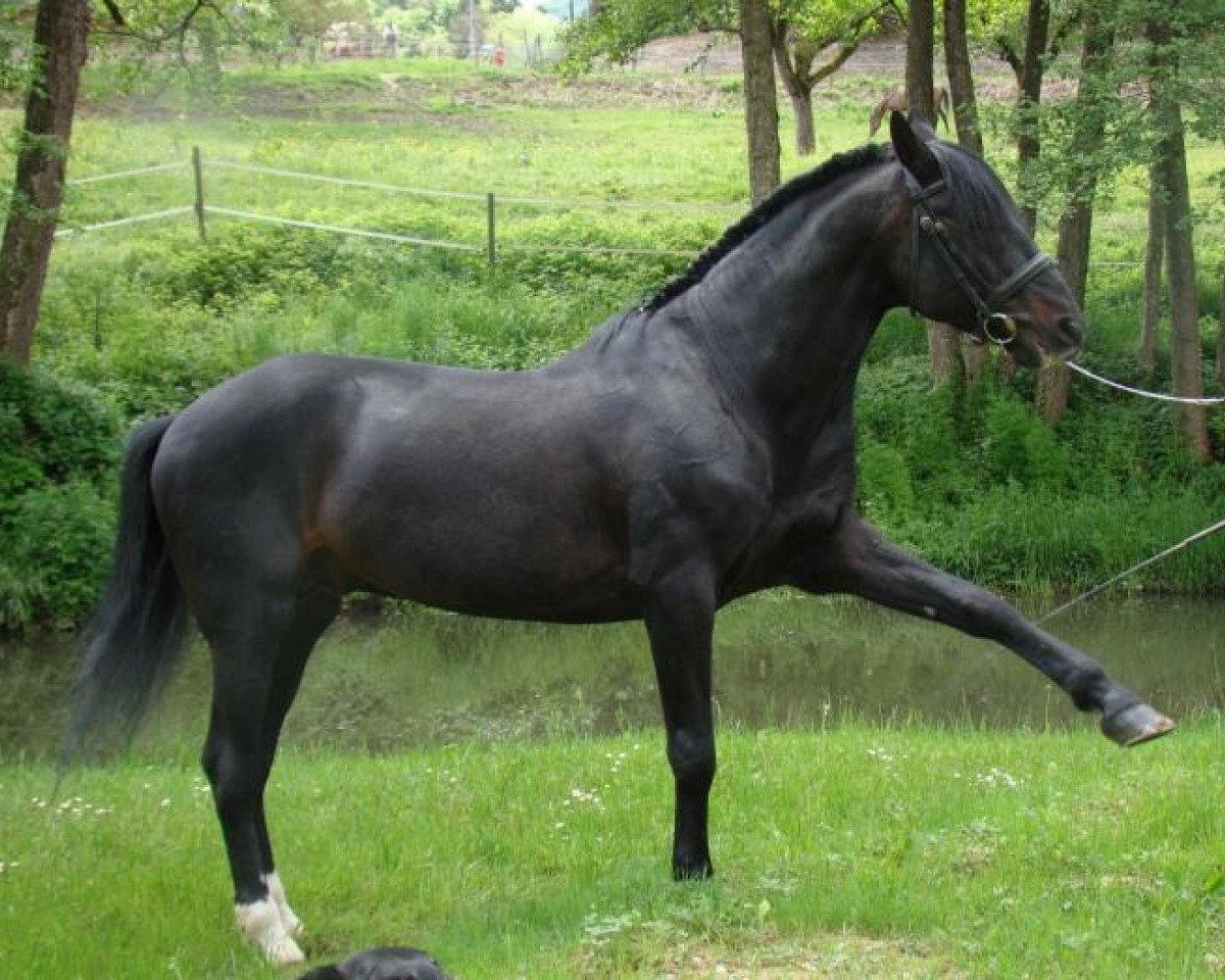 Deckhengst Goya Belle Errance (Lusitano, 1994, von Yang Pan)