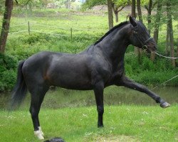 stallion Goya Belle Errance (Lusitano, 1994, from Yang Pan)