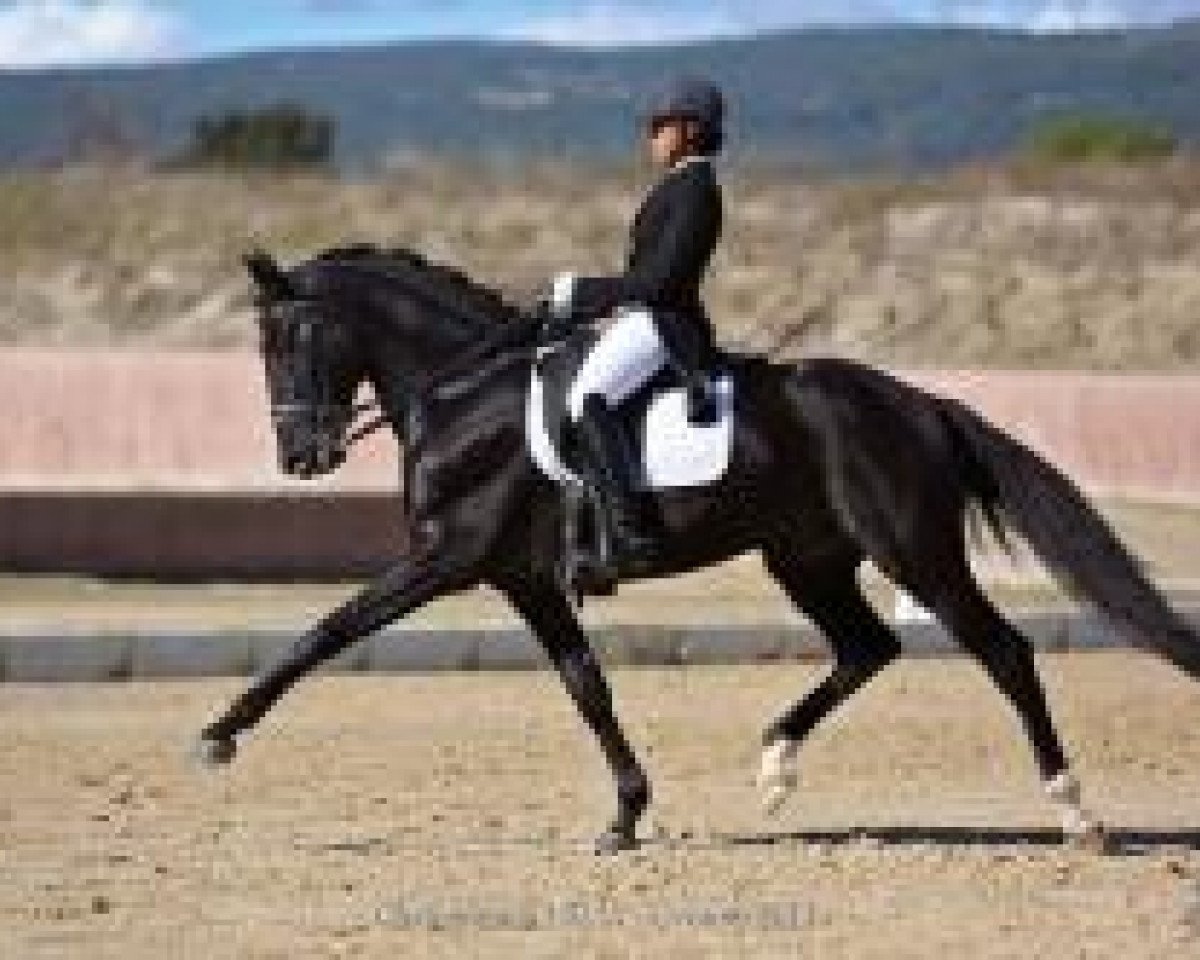 Dressurpferd Onyx Belle Errance (Lusitano, 2002, von Goya Belle Errance)