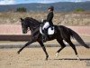 Dressurpferd Onyx Belle Errance (Lusitano, 2002, von Goya Belle Errance)