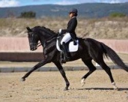 dressage horse Onyx Belle Errance (Lusitano, 2002, from Goya Belle Errance)