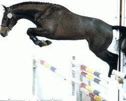 jumper Icarus van Oudenhove (Belgian Warmblood, 2014, from Adorado)