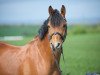 stallion Captain Sharky (German Riding Pony, 2010, from NK Cyrill)