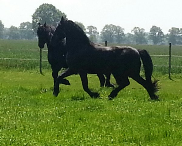 Pferd Aaron und Zeus (Friese, 2005)