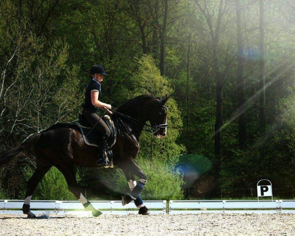 dressage horse Green Leaf (KWPN (Royal Dutch Sporthorse), 2011, from Bodyguard Moorland)