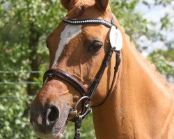 broodmare Djamila J (German Riding Pony, 2001, from Dornik B)