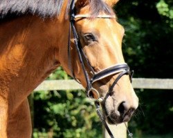 broodmare Leonie (Holsteiner, 2010, from Larimar)