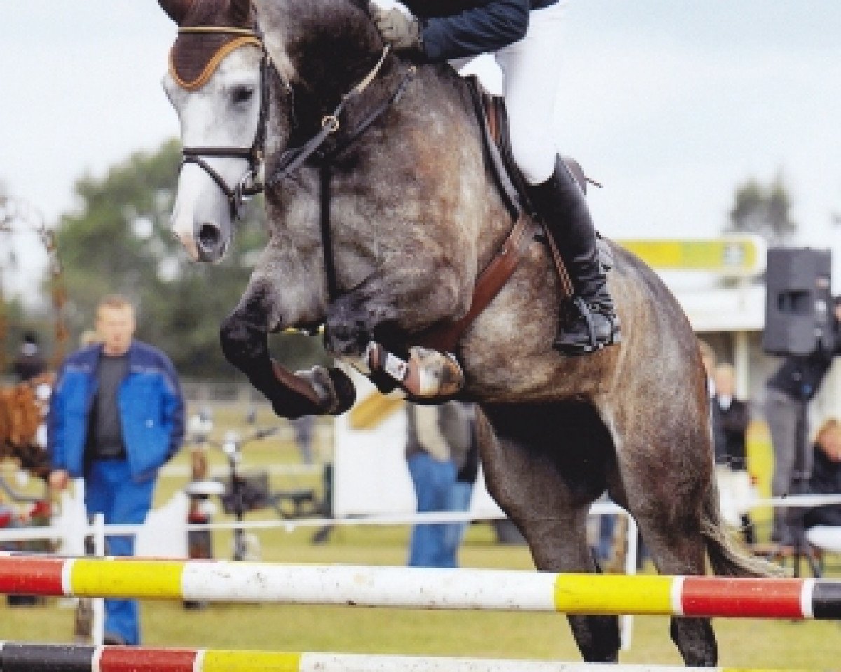 jumper Chairmann (Oldenburg show jumper, 2006, from Cafe au lait 2)